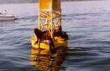 Sea Lions on Buoy in Puget Sound