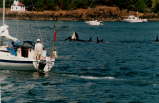Orca Whales near Roach Harbor